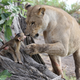 Image for article titled Harrowing Photos Capture Tense Encounter Between Baby Baboon And Lion
